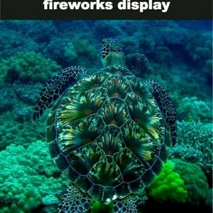 Meet your Posher, Sally